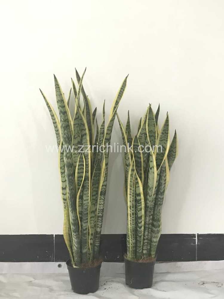 Sansevieria Trifasciata Var.Laurentii H70-80cm