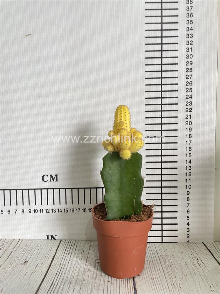 Echinopsis Chamaecereus f. Variegatus