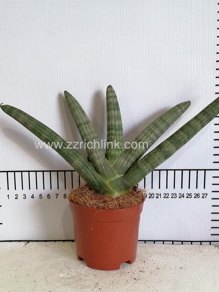 Sansevieria Cylindrica palm shaped