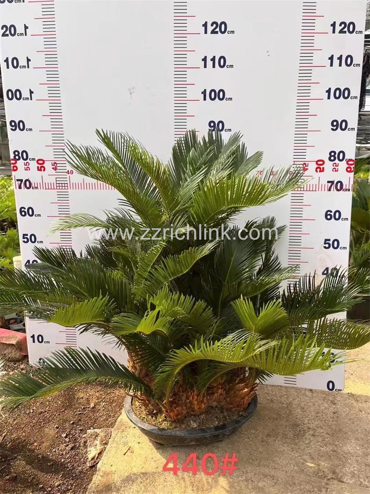 Cycas Revolute