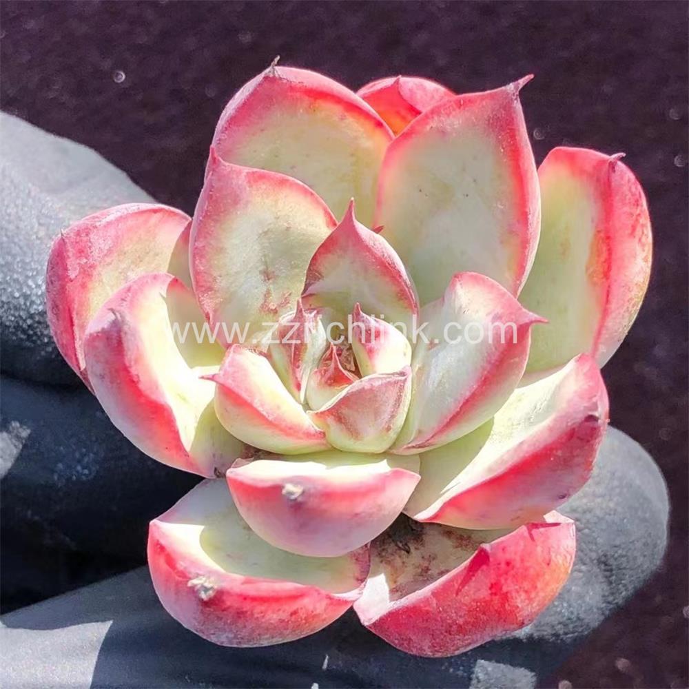 Succulent Plants