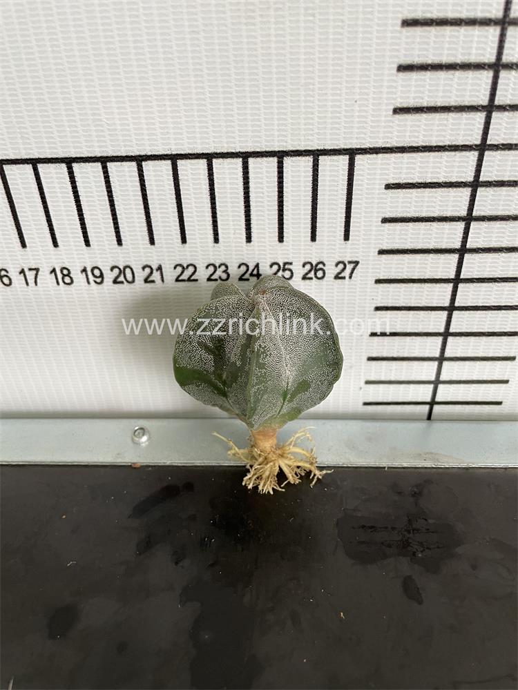 Astrophytum myriostigma--white