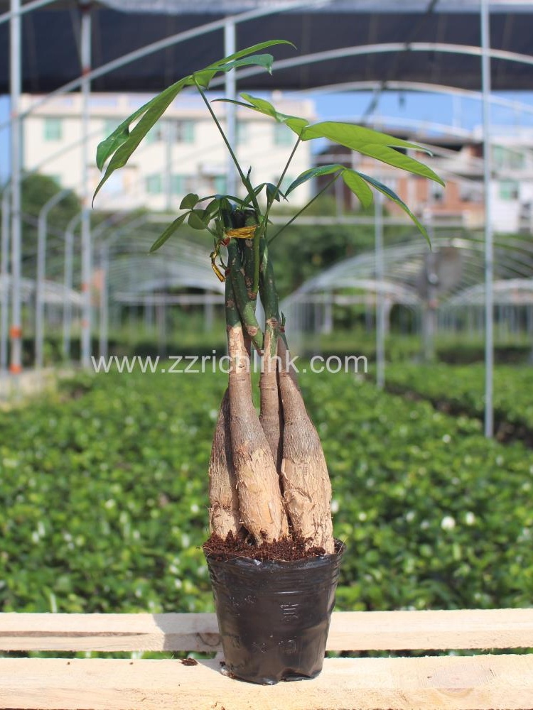 Pachira Macrocarpa, 5 twisted D4-6cm H30cm