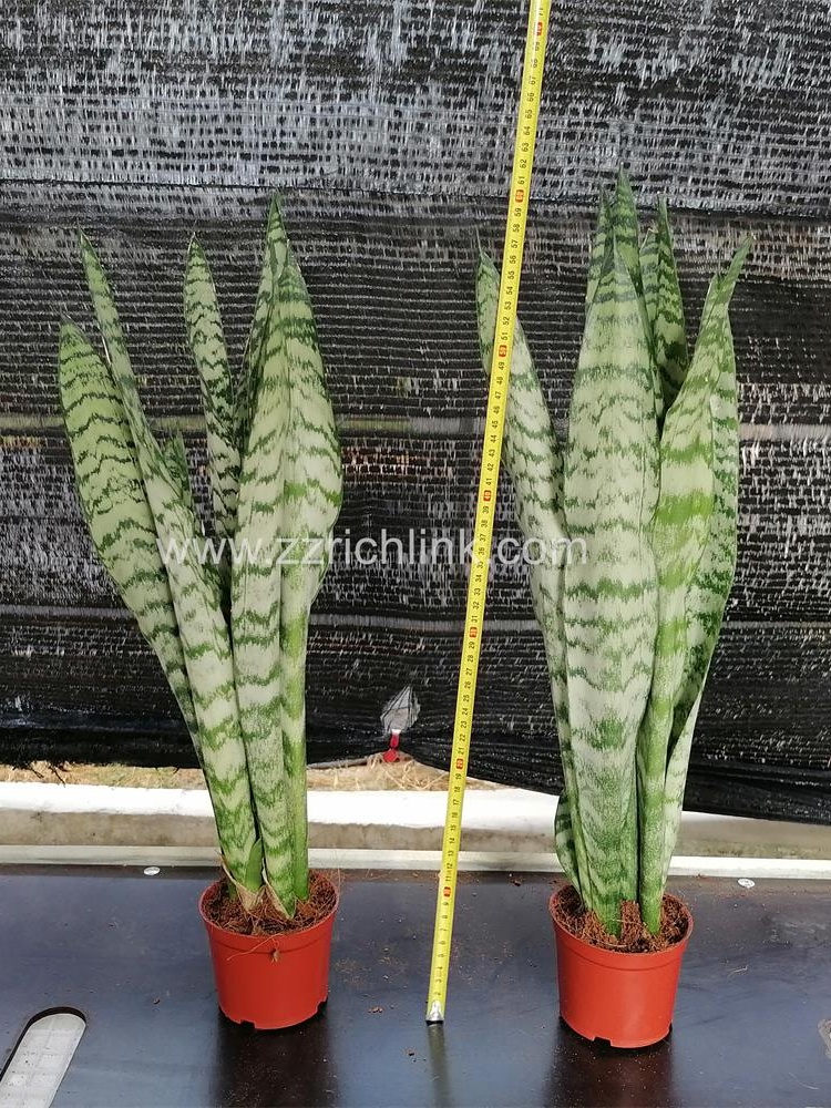 Sansevieria Zeylanica