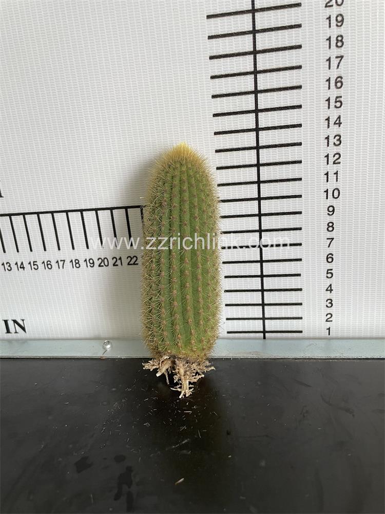 Cleistocactus winteri