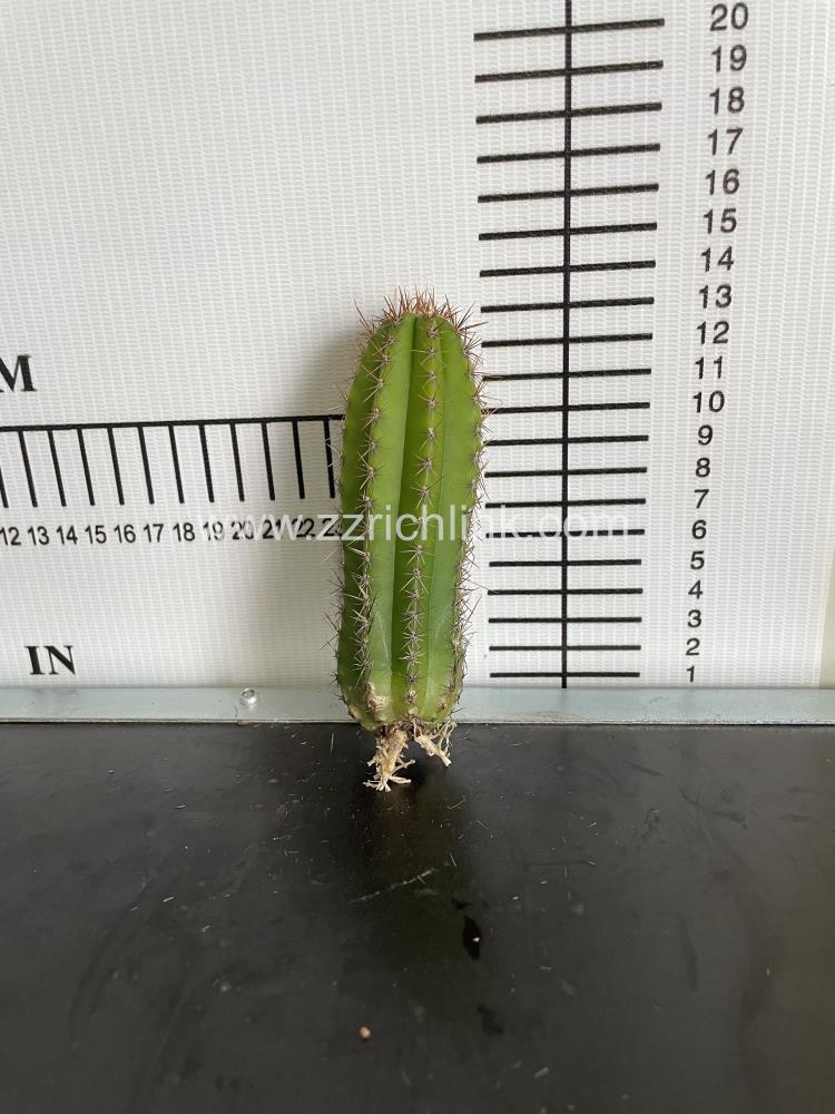 Stenocereus pruinosus