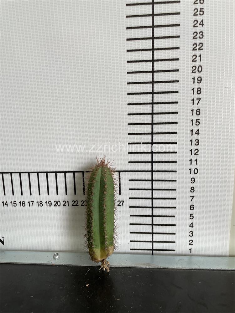 Pilosocereus fulvilanatus