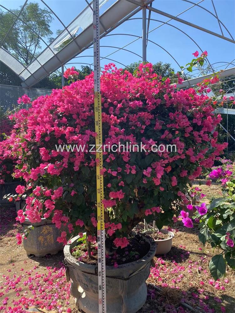 Bougainvillea Glabra