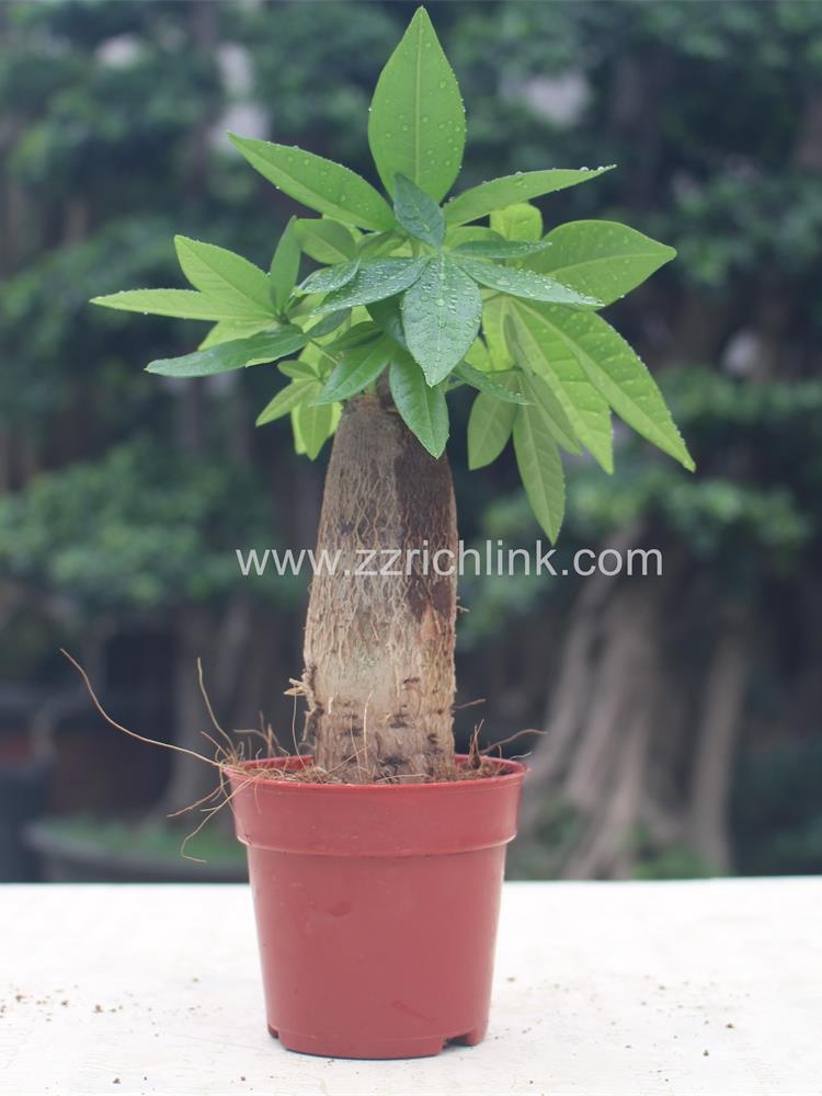 Pachira Macrocarpa D4cm H16cm