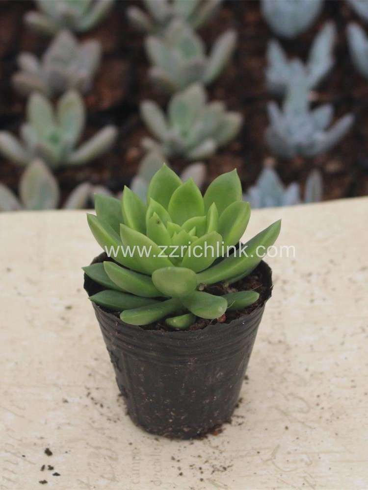 Succulent Plants