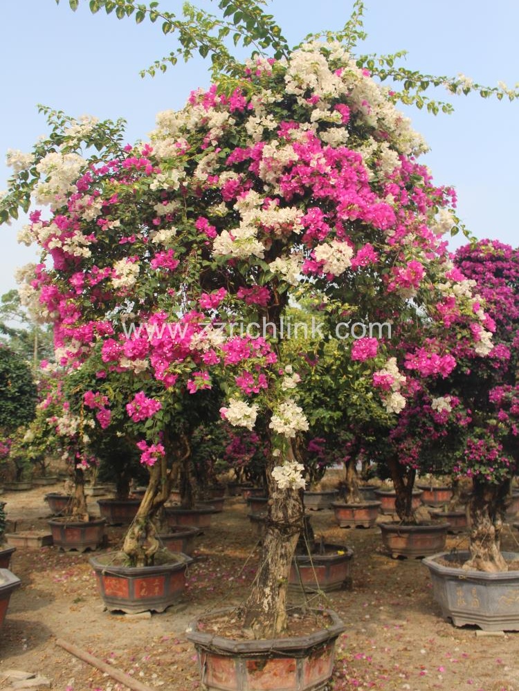 Bougainvillea Glabra