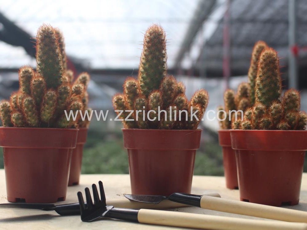 Mammillaria Elongata