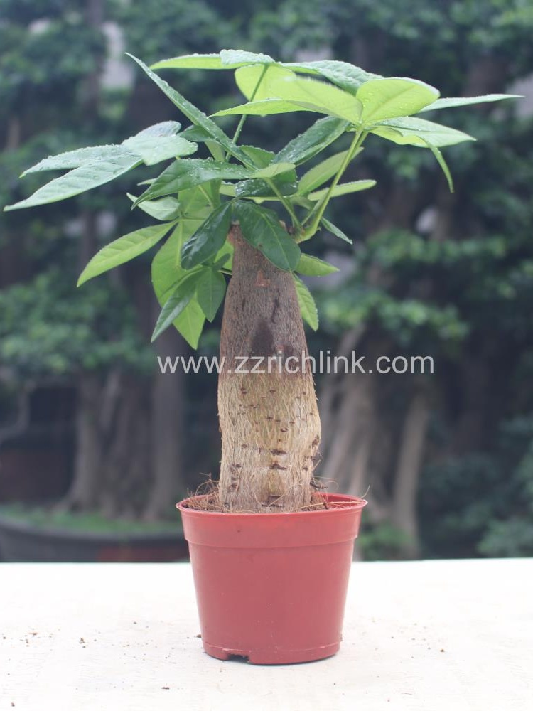 Pachira Macrocarpa D6cm H20cm