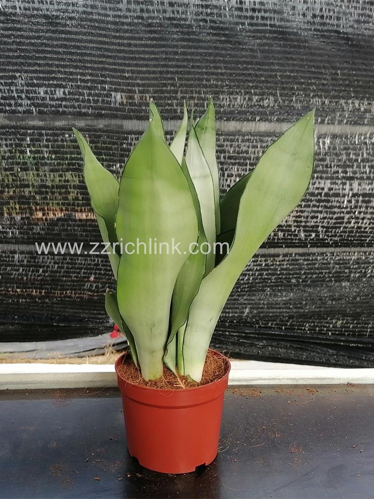 Sansevieria Trifasciata Prain (3pp)