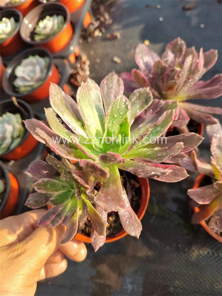 Succulent Plants