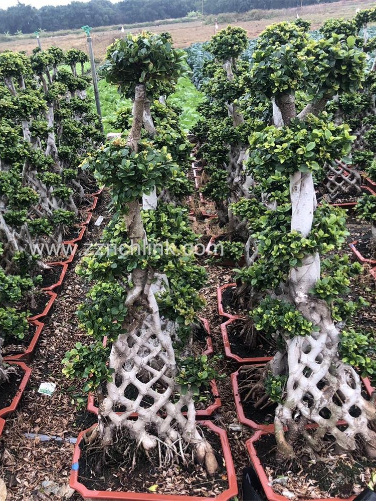 Ficus design bonsai-18