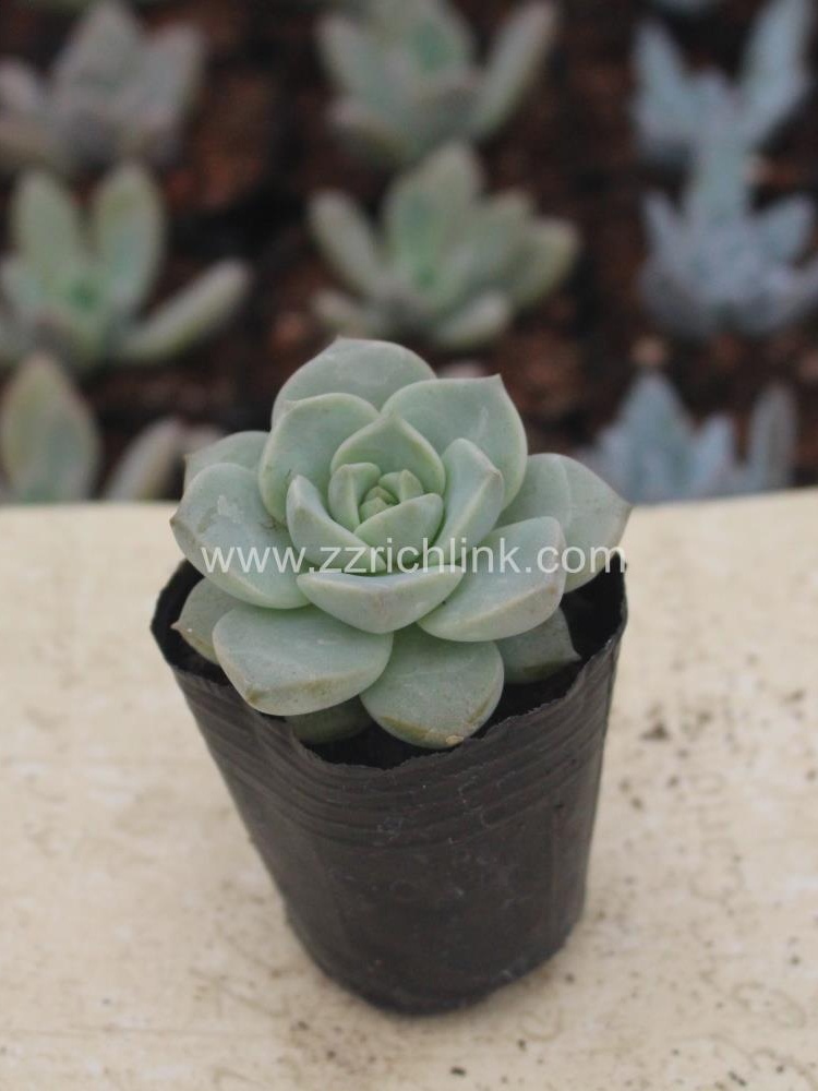 Succulent Plants