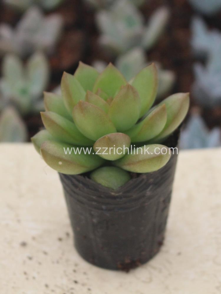 Succulent Plants