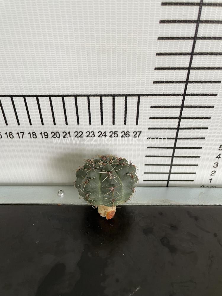 Gymnocalycium baldianum