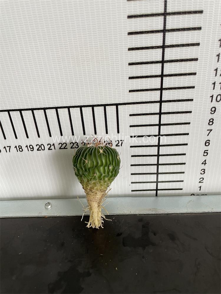 Stenocactus multicostatus