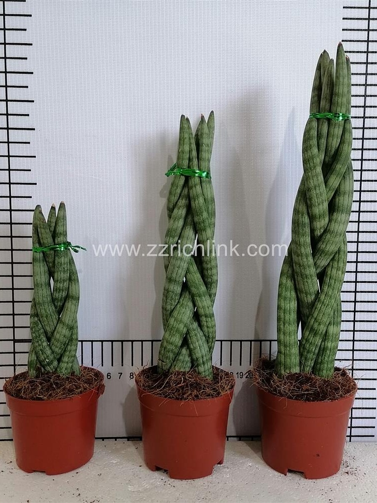 Sansevieria Cylindrica  Braids