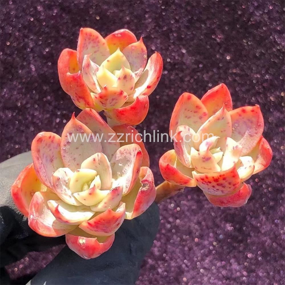 Succulent Plants