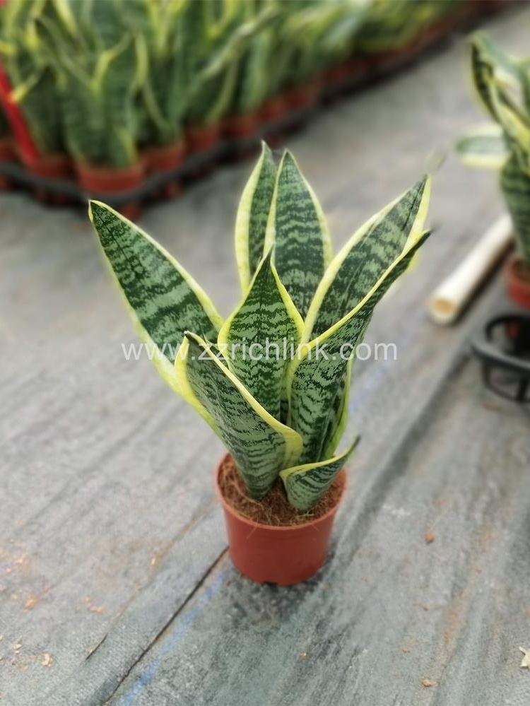 Sansevieria superba