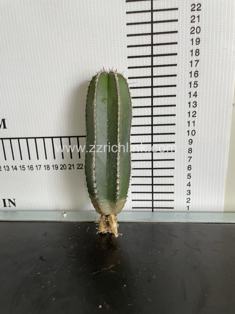 Pachycereus Marginatus
