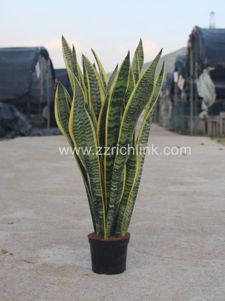 Sansevieria Trifasciata Var.Laurentii H60-70cm