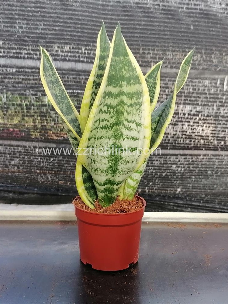 Sansevieria dwarf zeylanica