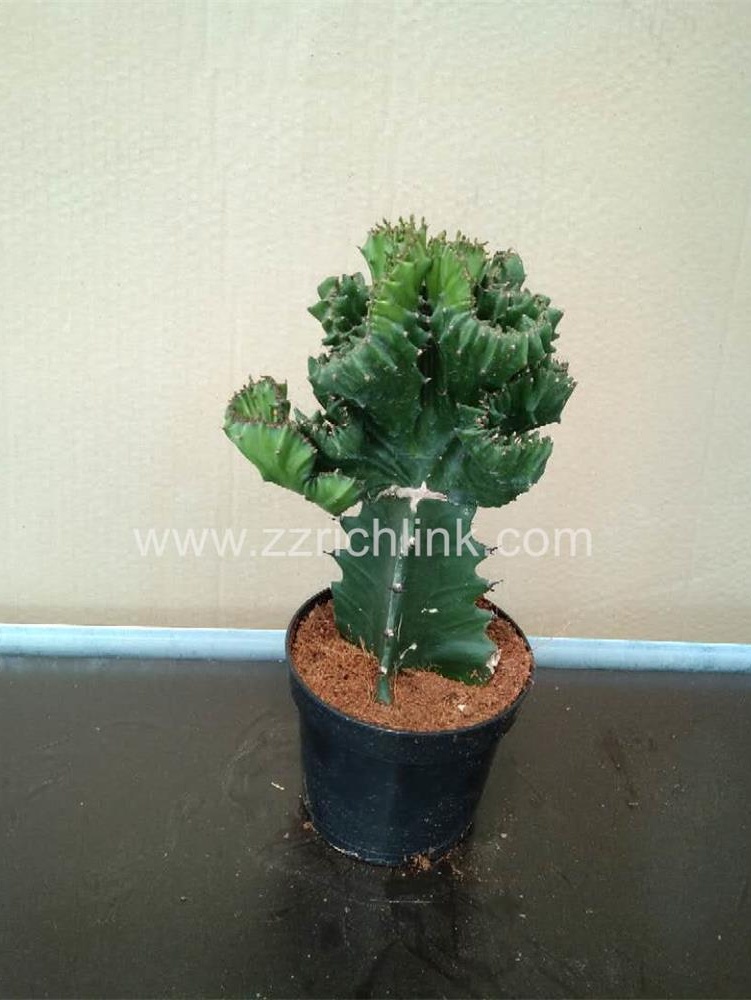 Euphorbia Franckiana