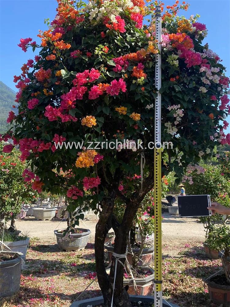 Bougainvillea Glabra