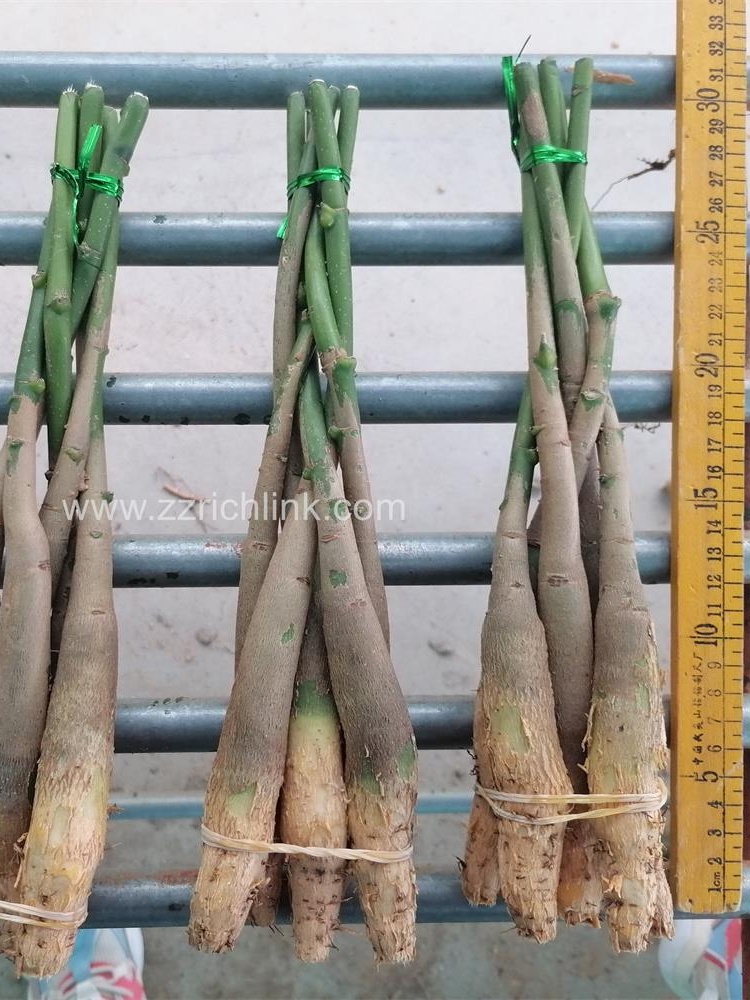 Pachira unrooted new seedings