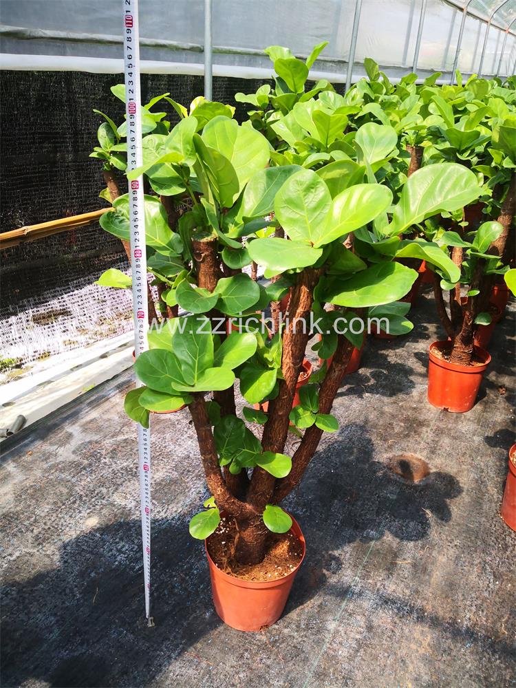 Ficus Lyrata