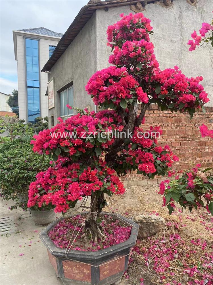 Bougainvillea Glabra