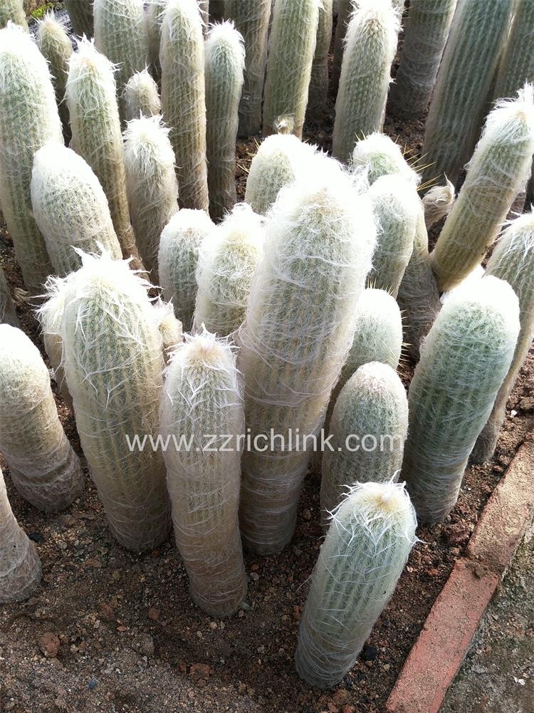 Big Cactus