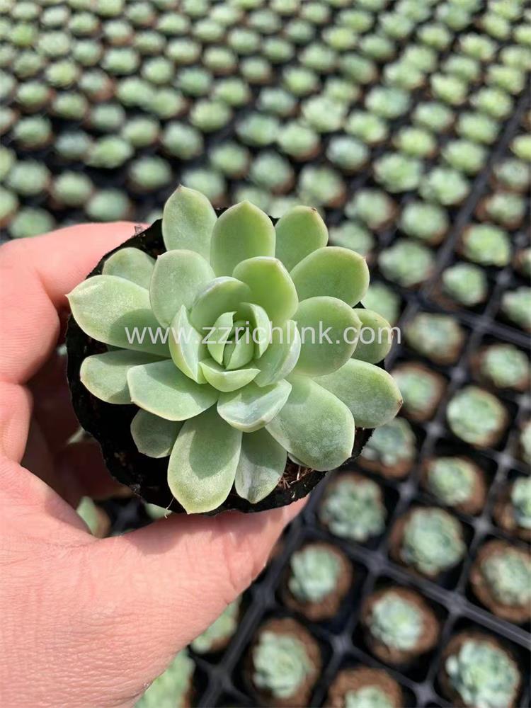 Echeveria 'Rasberry ice'