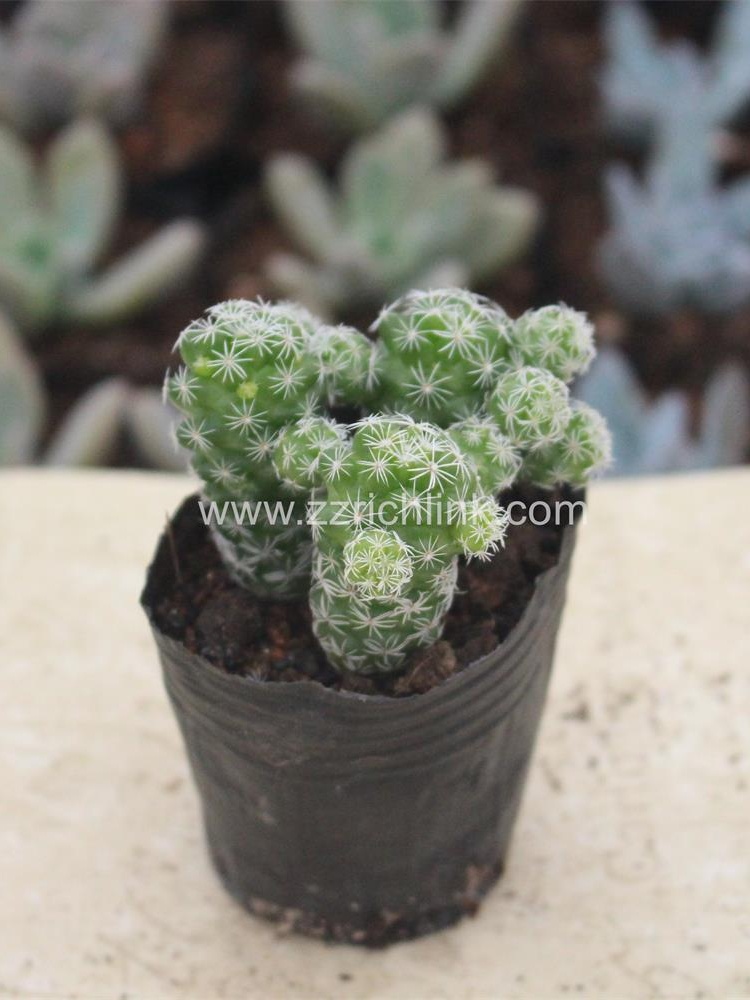 Succulent Plants