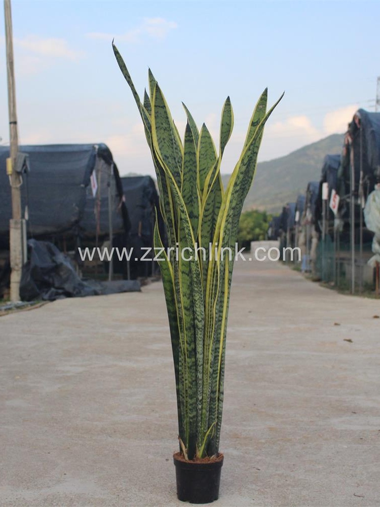 Sansevieria Trifasciata Var.Laurentii H80-90cm