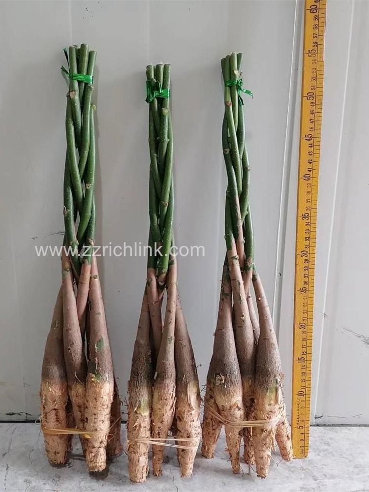 Pachira unrooted new seedings
