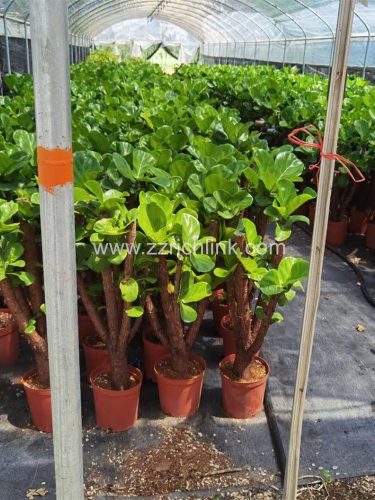 Ficus Lyrata