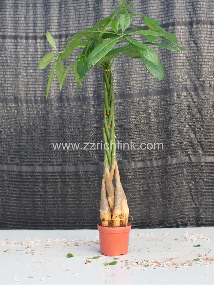 Pachira Macrocarpa, 5 twisted D5-7cm H60cm