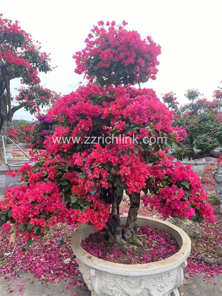 Bougainvillea Glabra