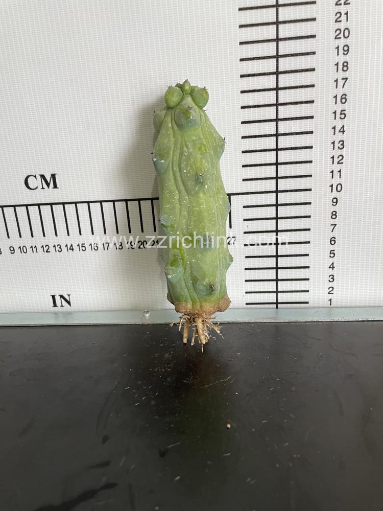 Myrtillocactus geometrizans