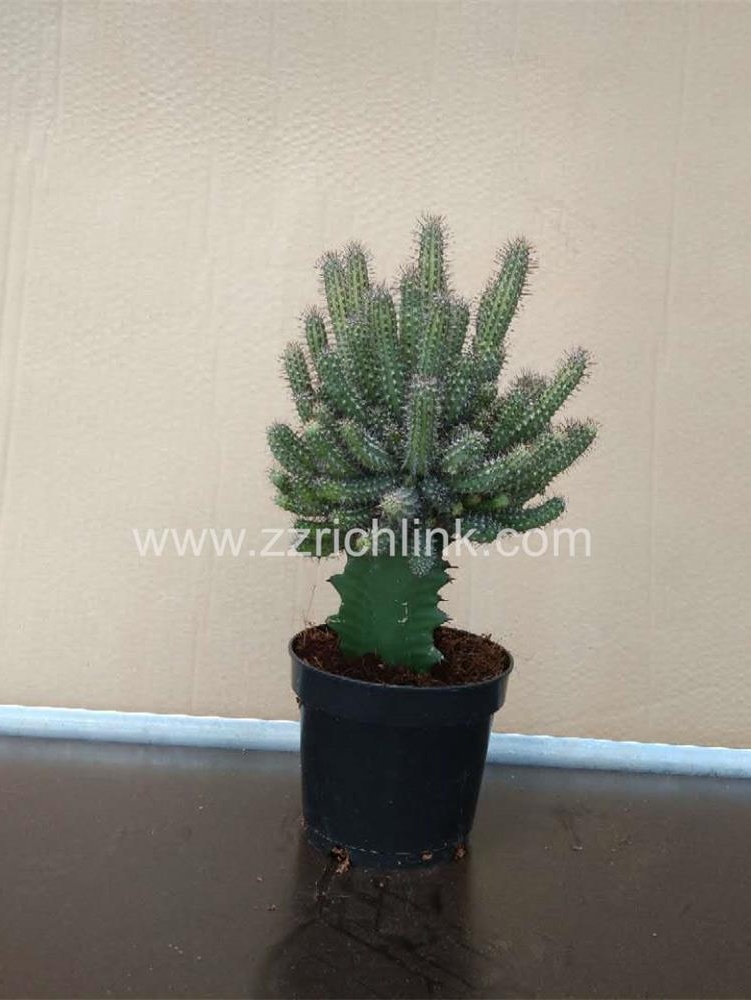 Euphorbia Baioensis