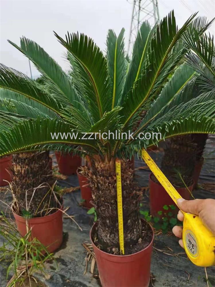 Cycas Revolute