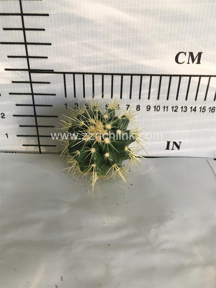 Echinocactus Grusonii