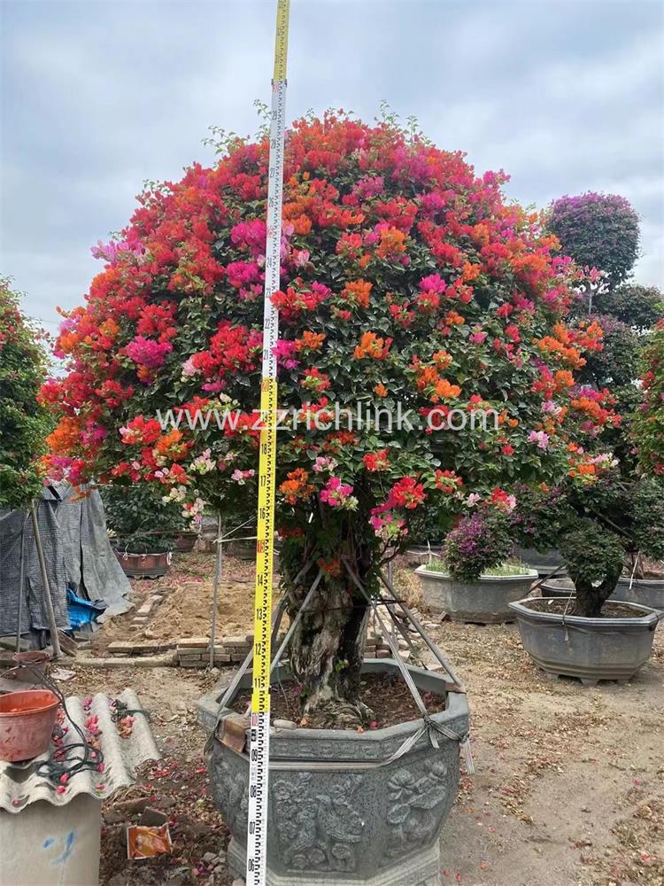 Bougainvillea Glabra