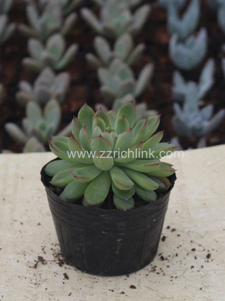 Succulent Plants