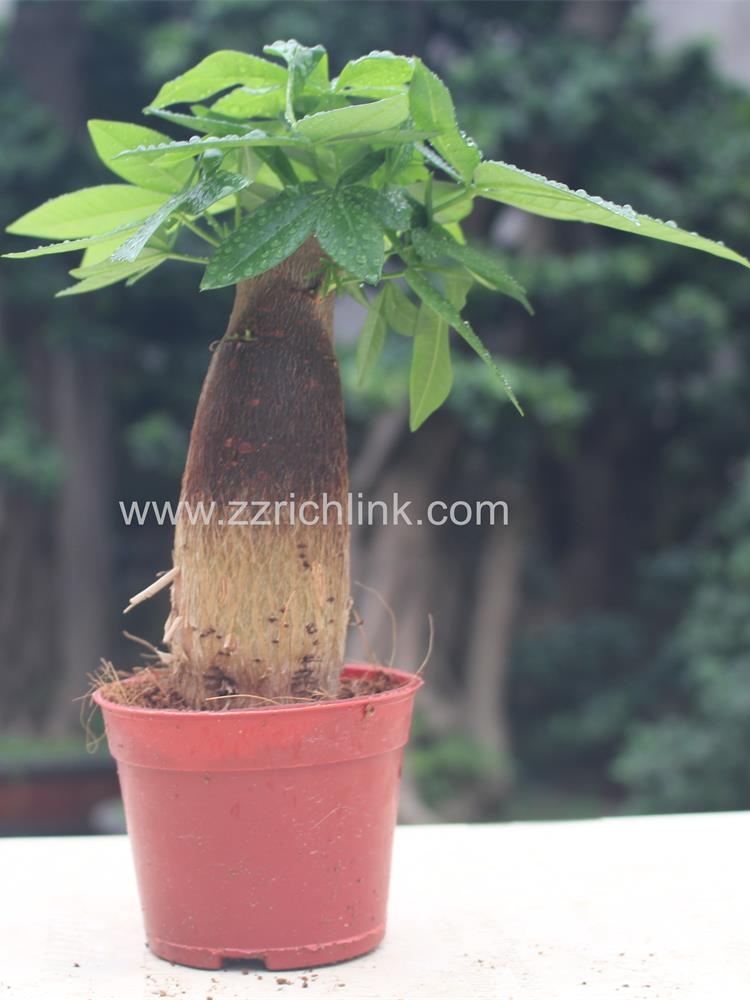 Pachira Macrocarpa D5cm H18cm